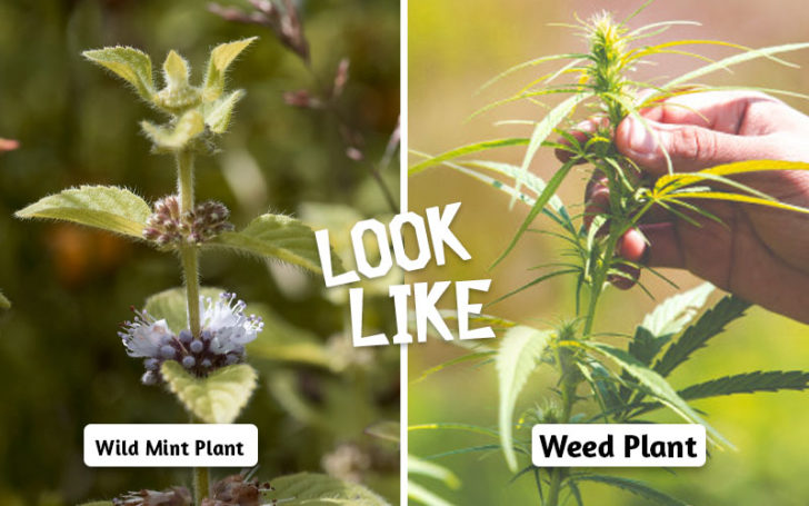 Plants That Look Like Weed