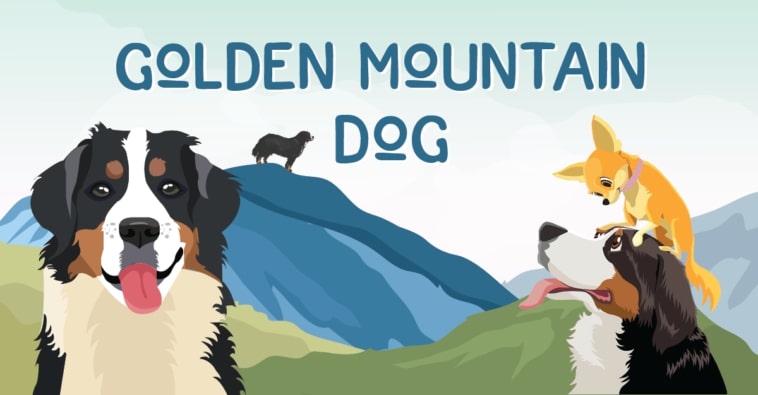 Golden Mountain Dog,Mountain Dog,Golden Mountain