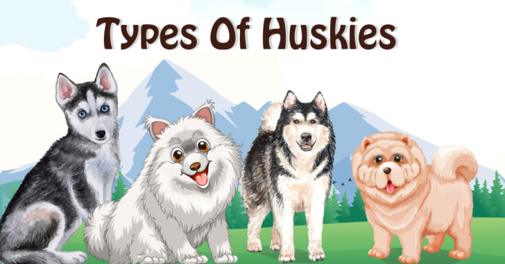 types of huskies