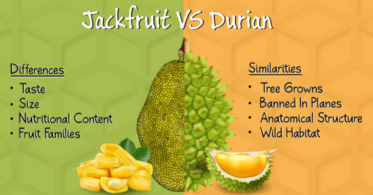 Jackfruit Vs Durian