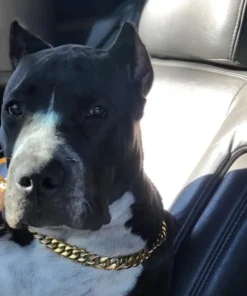 Luxury Dog Collar,Luxury Dog,Dog Collar,Stainless Steel Luxury Dog Collar