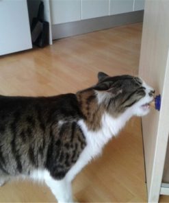 Sugar Ball,Energy Sugar,Cat Treats