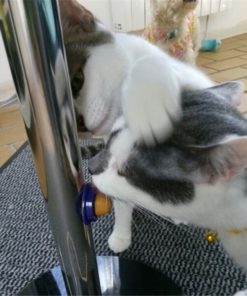 Sugar Ball,Energy Sugar,Cat Treats