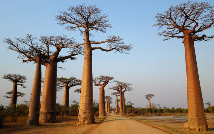 Baobab Fruit