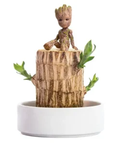 Lucky Wood Plant Office Decoration