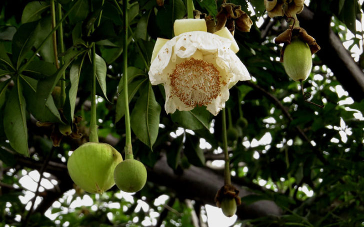 Baobab Fruit