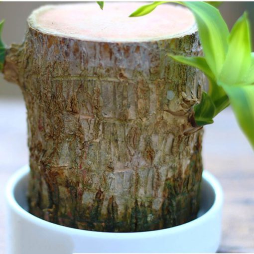 brazilwood plant