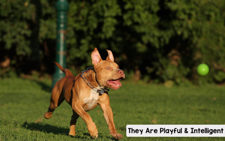 Red Nose Pitbull,Nose Pitbull,Red Nose
