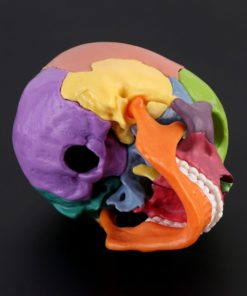 Detachable Mini Human Color Skull Model