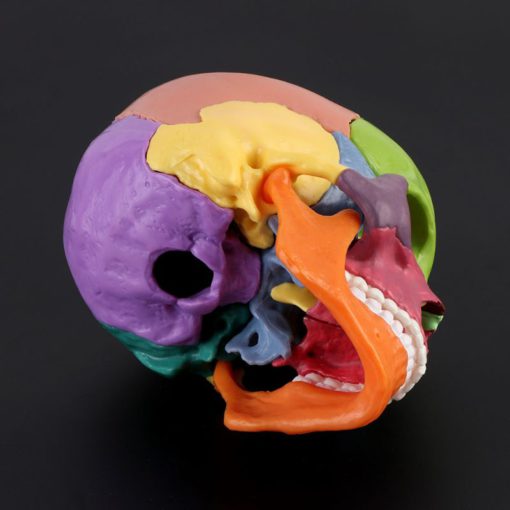 Mini modelo de crânio de cor humana destacável