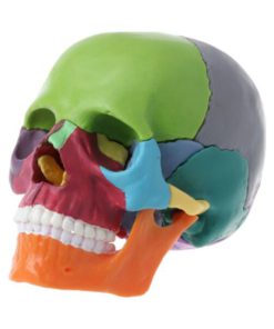 Detachable Mini Human Color Skull Model