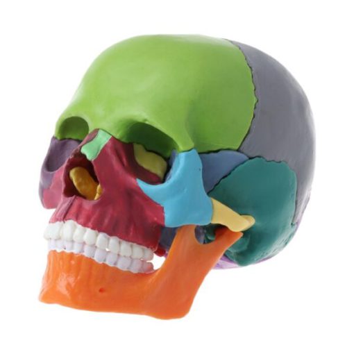 Mini modelo de cráneo de cor humana desmontable