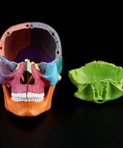 Detachable Mini Human Color Skull Model