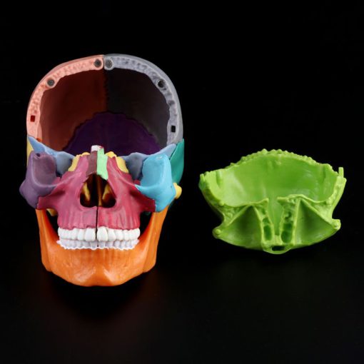 Odvojivi mini model ljudske lubanje u boji
