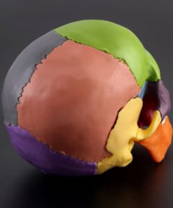 Detachable Mini Human Color Skull Model