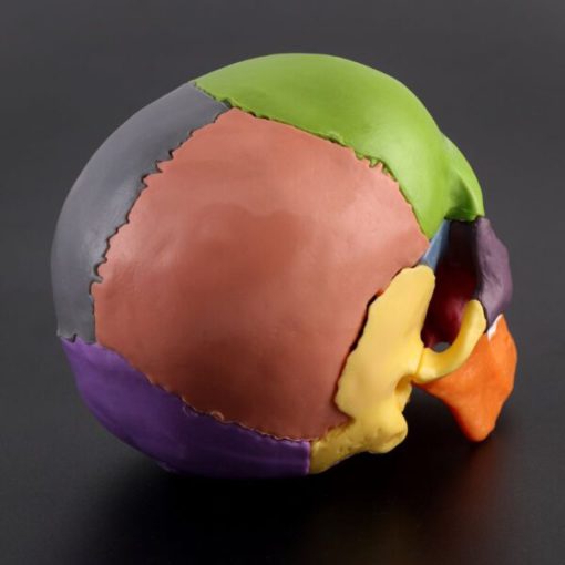Mini modelo de crânio de cor humana destacável