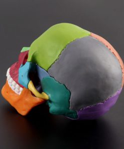 Detachable Mini Human Color Skull Model