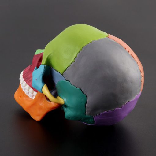 Afneembaar mini schedelmodel met menselijke kleur