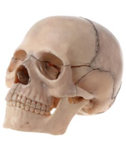 Detachable Mini Human Color Skull Model