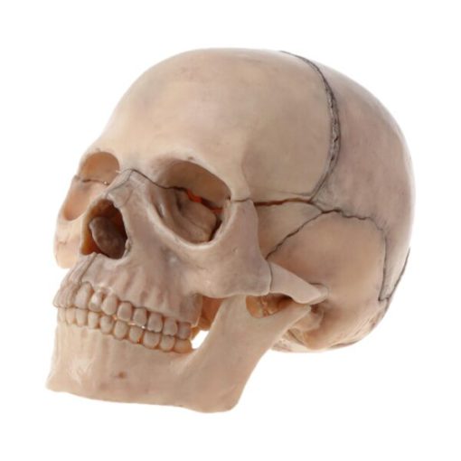 Mini modellu di craniu di culore umanu amovibile