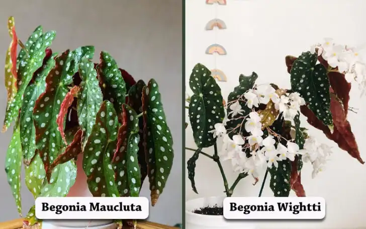 Begonia Maculata