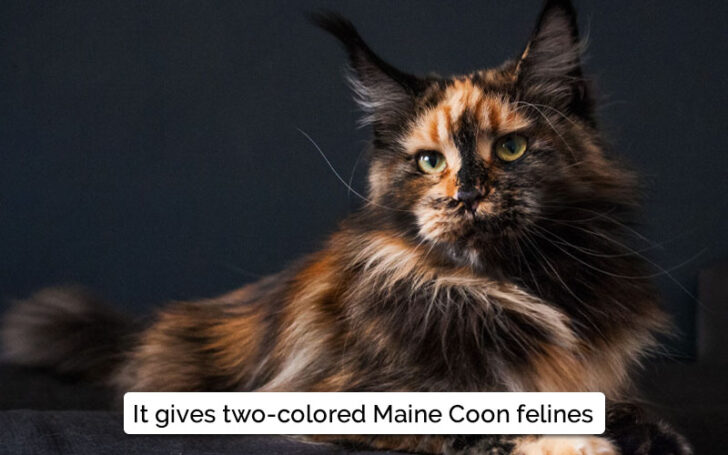 Black Maine Coon