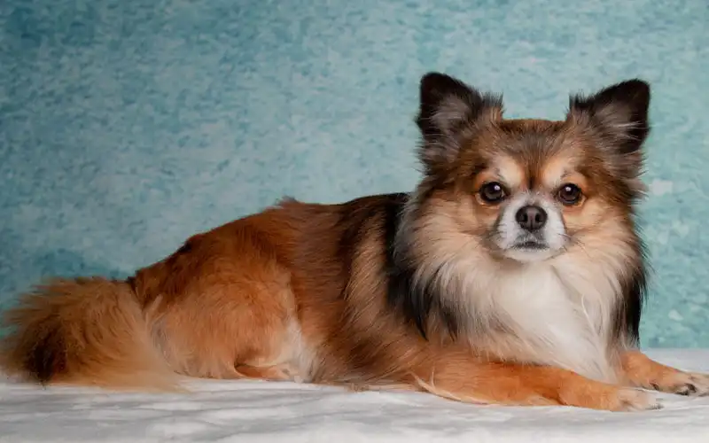 Long Haired Chihuahua
