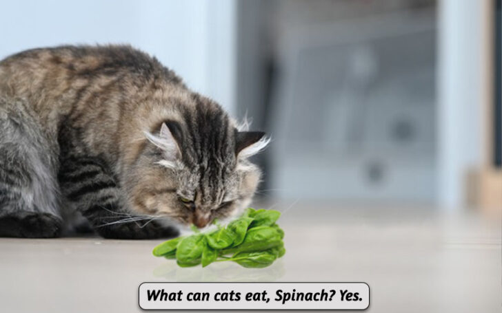 What Can Cats Eat