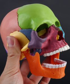 Detachable Mini Human Color Skull Model