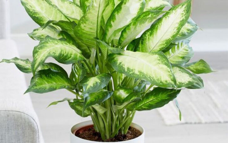 Dieffenbachia