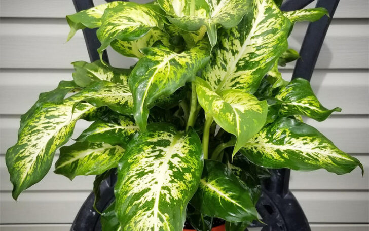 Dieffenbachia