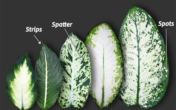 Dieffenbachia