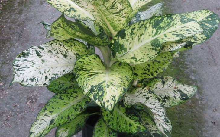 Dieffenbachia