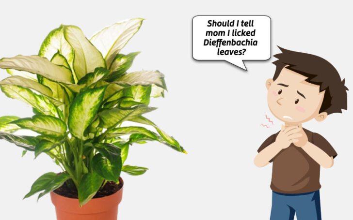 Dieffenbachia