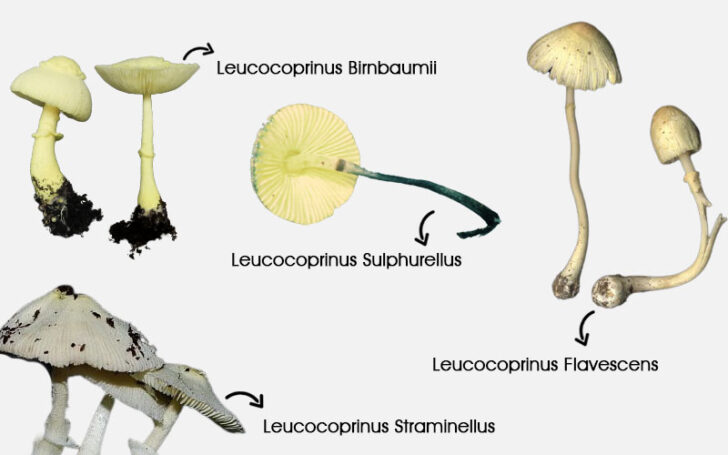 Leucocoprinus Birnbaumii