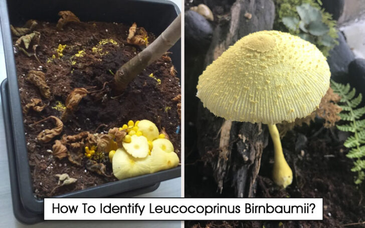 Leucocoprinus Birnbaumii