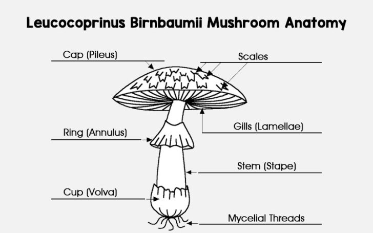 Leucocoprinus Birnbaumii