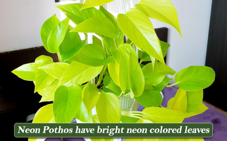 Types of Pothos