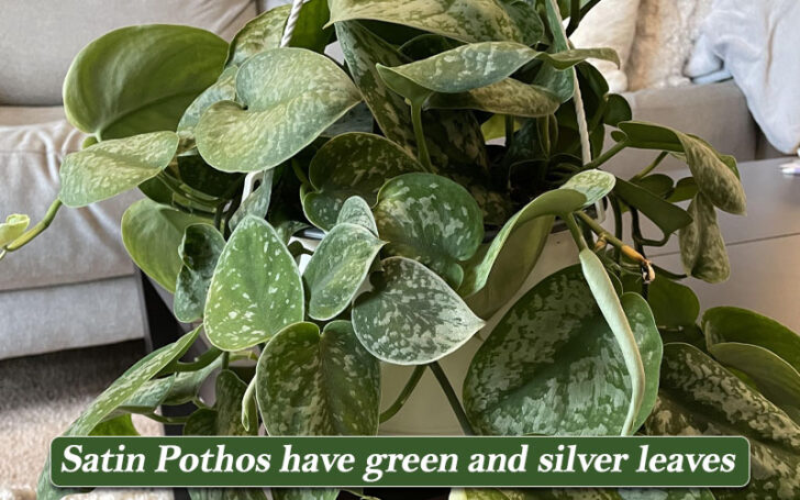 Types of Pothos
