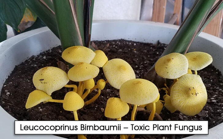 Leucocoprinus Birnbaumii