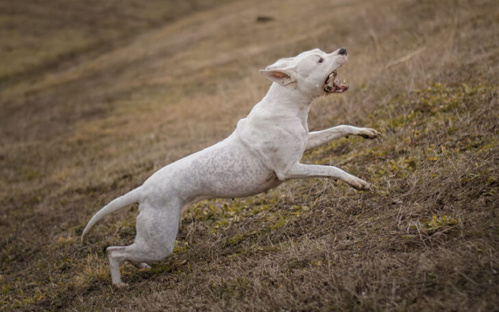 Dogo Argentino