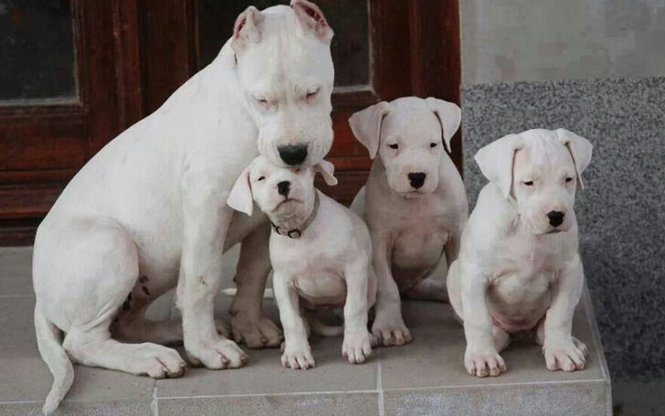 Dogo Argentino