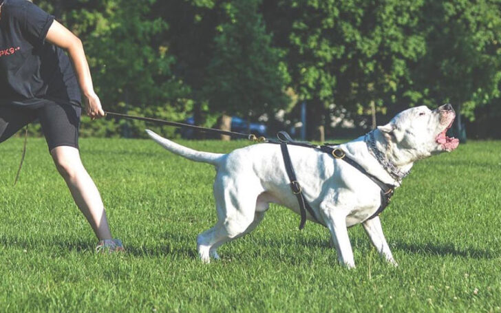 Dogo Argentino