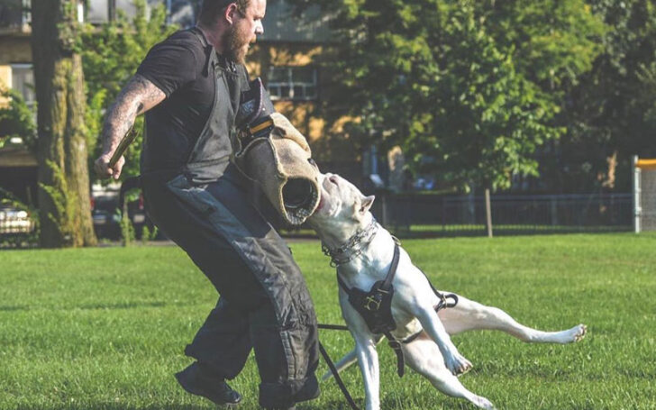 Dogo Argentino