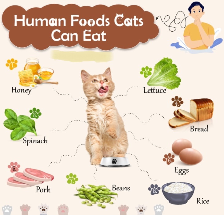 What Can Cats Eat