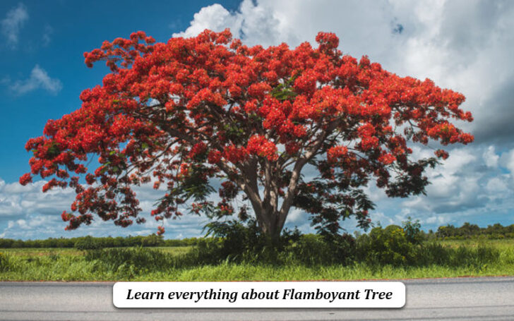 Flamboyant Tree