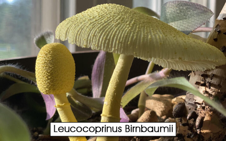 Leucocoprinus Birnbaumii