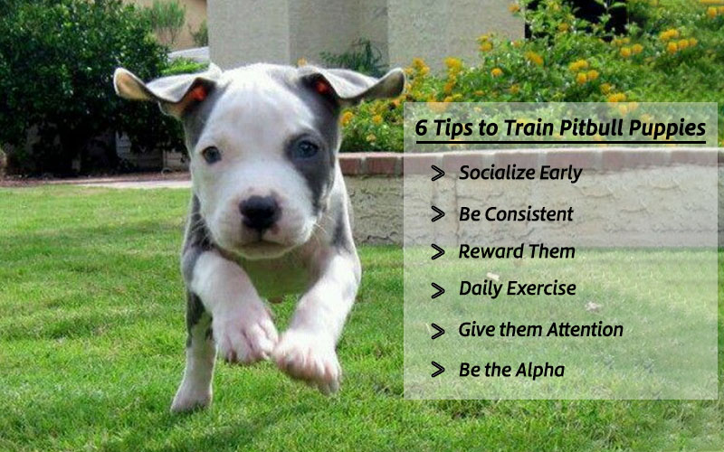 Pitbull Puppies