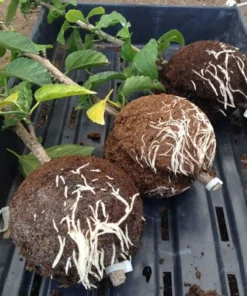 Instant Plant Root Growing Box