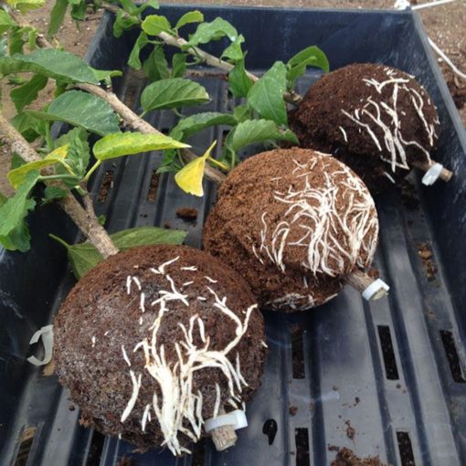 Caja de cultivo de raíz de planta instantánea